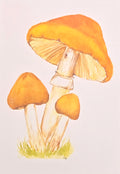 Mushrooms
