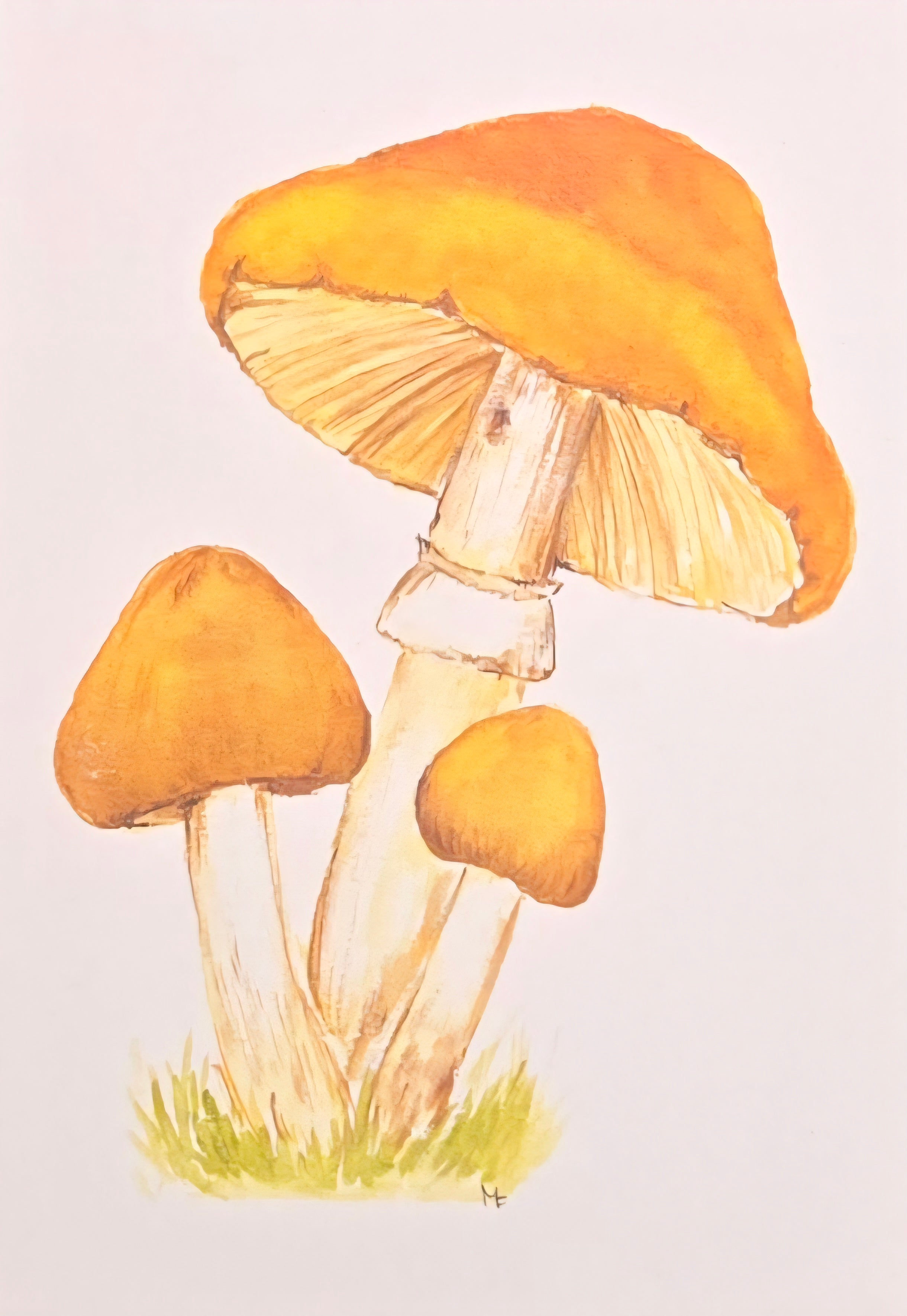 Mushrooms