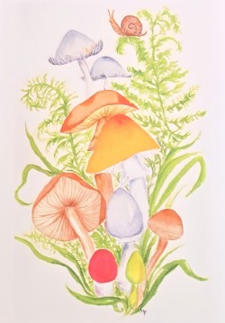 Mushrooms and Ferns